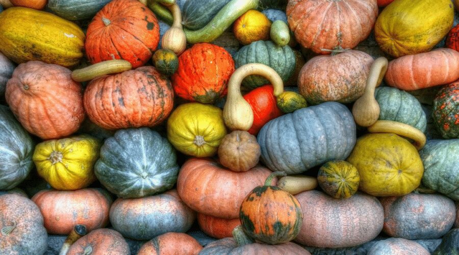 winter squash