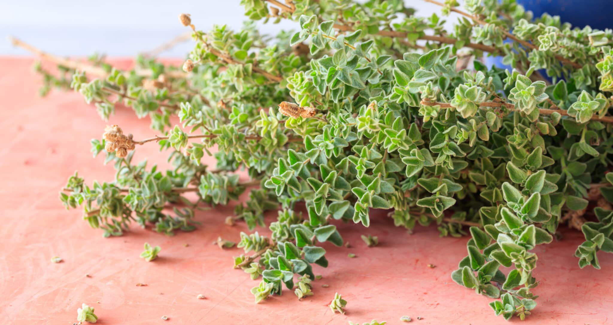 Fresh oregano